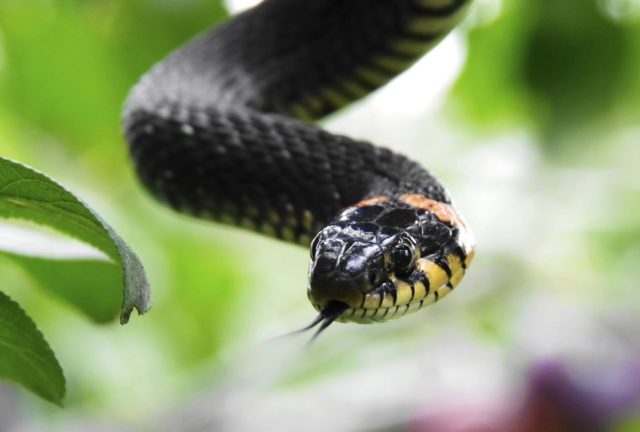 115 115