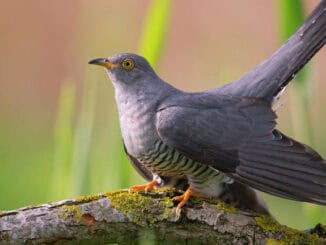 70+ звуков издаваемых кукушкой: скачать и слушать онлайн